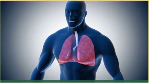 The Role Of Oxygen In The Human Body - YouTube