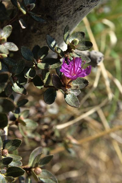 Lapland Rosebay - Rhododendron lapponicum - Alaska Wildflowers