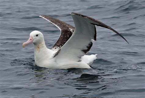 Albatross Birds | Interesting Facts & New Pictures | Animals Lover