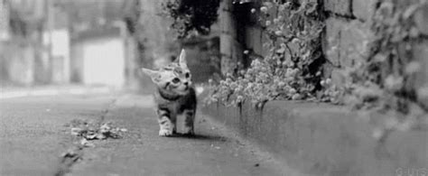 Walking Outside GIF - Walking Outside Kitten - Discover & Share GIFs