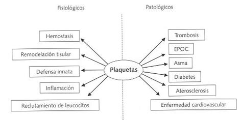 Plaquetas Bajas | Causas, Síntomas, Tratamiento y Signos de ALERTA🕓 ...