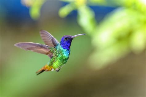 Hummingbirds and their magical Mayan legend - Bon Vivant, México