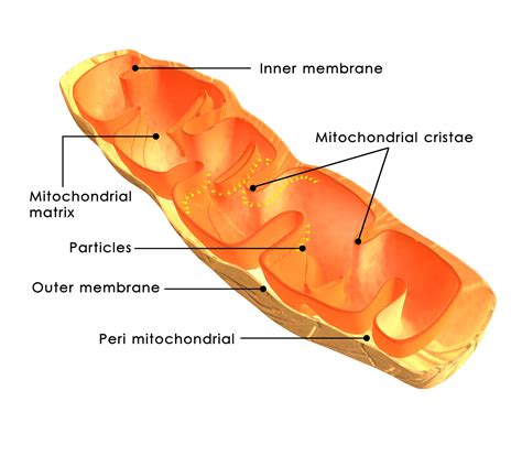 The Shape of Mitochondria — Bodē Talk