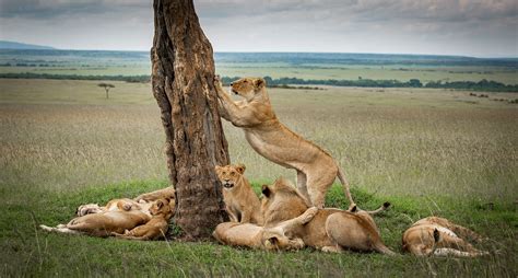 3 Days Lake Nakuru and Amboseli Wildlife safari | Kenya safaris