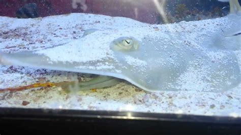 Shovelnose Ray - YouTube