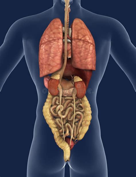 Human Body Anatomy Back View : Organs Surface Trunk Projections File ...