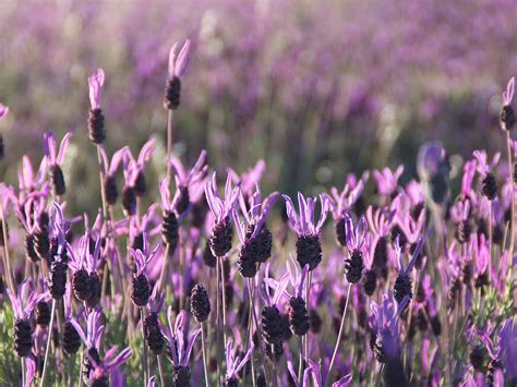 Spanish Lavender Plant Care - How To Prune And Care For French Lavender ...