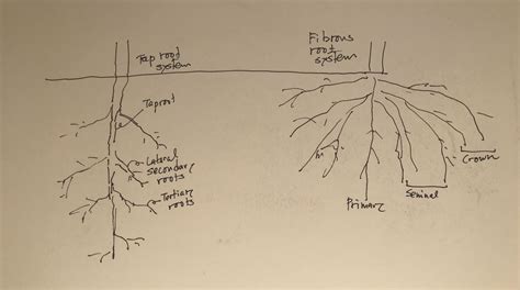 Taproot system and fibrous root system – Zassou Garden