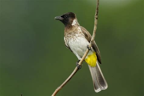 Common bulbul (Pycnonotus barbatus) | Ghana | World birds, Bulbul, Bird species