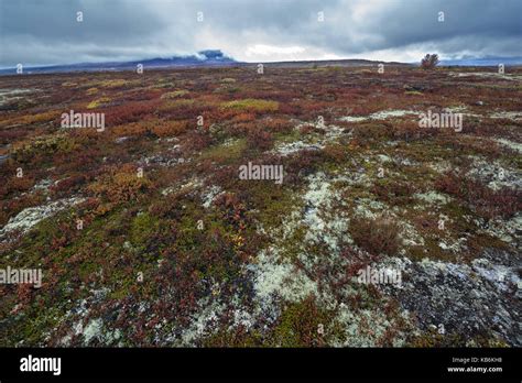 Norwegian tundra Stock Photo - Alamy