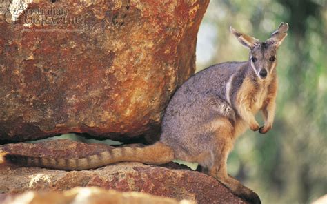 The yellow footed Rock Wallaby, animal emblem for Queensland, Australia ...