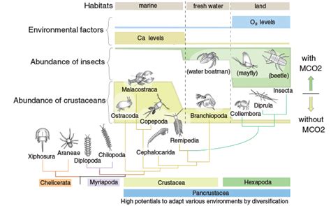 Surprisingly Few Insects Live in The Ocean, And We May Finally Know Why ...