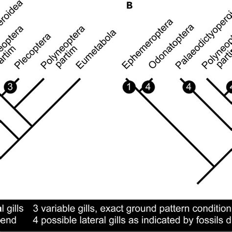 Phylogenetic tree of Pterygota (combined from Sroka et al., 2015 and... | Download Scientific ...