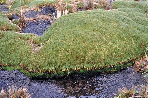 Distichia muscoides (2) (Juncaceae) © W. Barthlott, Lotus-Salvinia.de ...