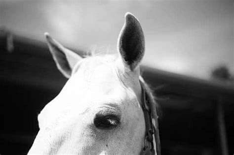 The 5 Most Common Types Of Cancer In Horses