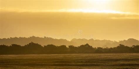 New Forest with Morning Sunrise Stock Photo - Image of scenic, sunbeam ...