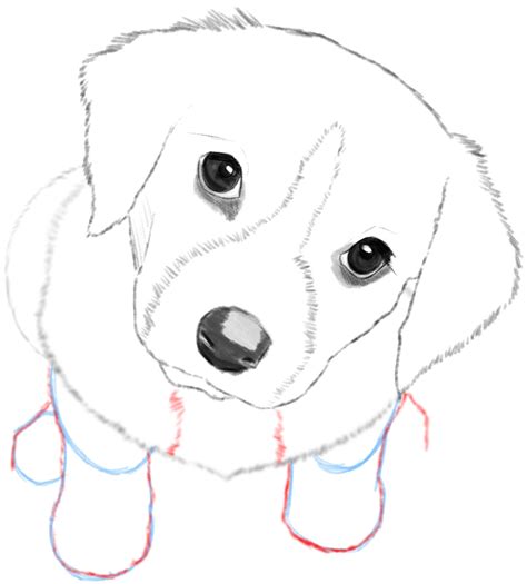 Dog Drawing Step By Step