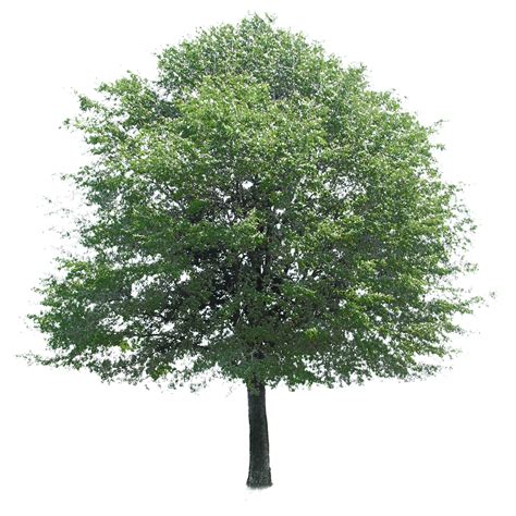 cutout tree | Tree photoshop, Tree plan photoshop, Landscaping trees