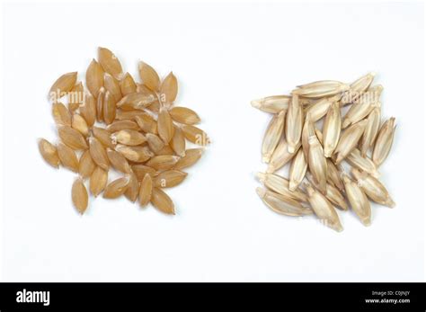 Einkorn Wheat (Triticum monococcum), seeds in husks and bare seeds ...