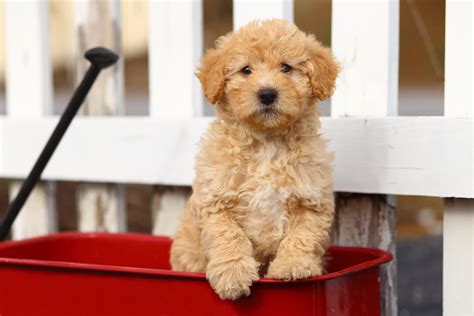 Why Are There So Many Poodle Mixes? | Greenfield Puppies