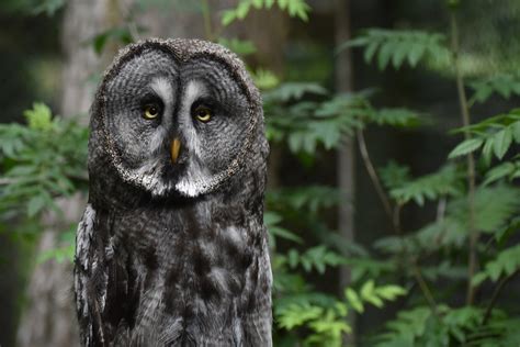 Great Grey Owl Strix nebulosa - ZooChat