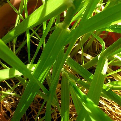 Phalaris brachystachys | 'Shortspike Canarygrass' | Seed - Freaky Cacti