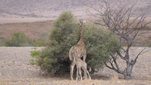 Stock Video Mother And Baby Giraffe Around A Bush On A Dr Animated ...