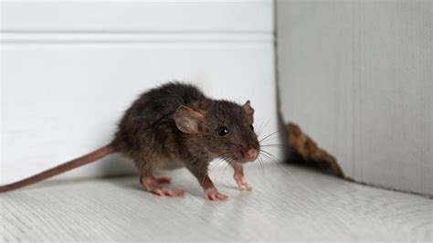 How To Get Rid Of Rats In House Home Remedies Cheapest Selection, Save 50% | jlcatj.gob.mx