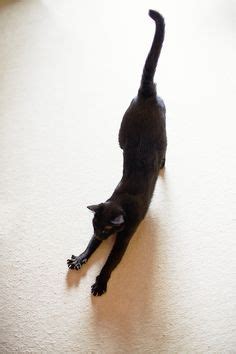 45 Black Cat Yoga ideas | black cat, cats, crazy cats