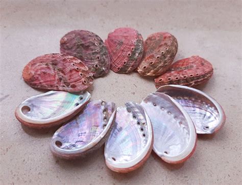 Abalone Shell Meanings, Properties, and Uses - CrystalStones.com