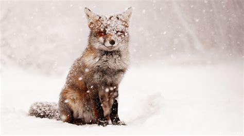 Cute Winter Animal Wallpaper (48+ images)