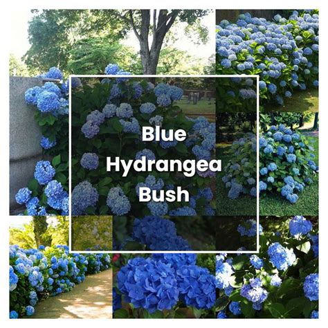 How to Grow Blue Hydrangea Bush - Plant Care & Tips | NorwichGardener