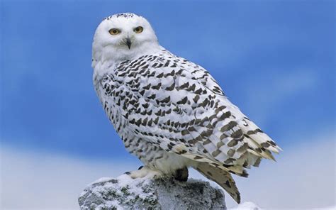 White Owl Wallpapers