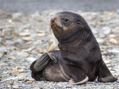 A baby seal has been rescued from a field 10km from the beach in New Zealand | Express & Star