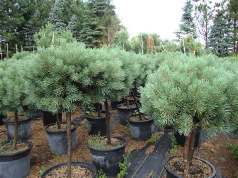 Grafted Specialties - Pinus-sylvestris-Glauca-Nana--Dwarf-Scotch-Pine - Baker Lake Nursery ...