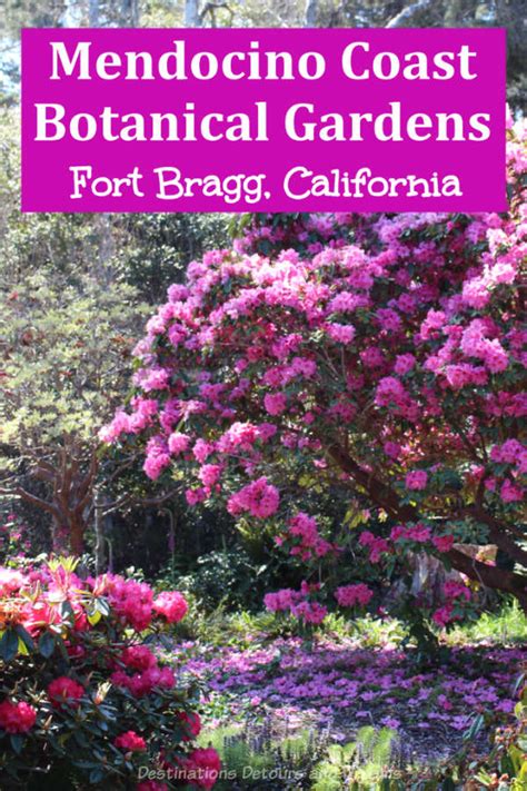 Rhododendrons at Mendocino Coast Botanical Gardens | Destinations Detours and Dreams