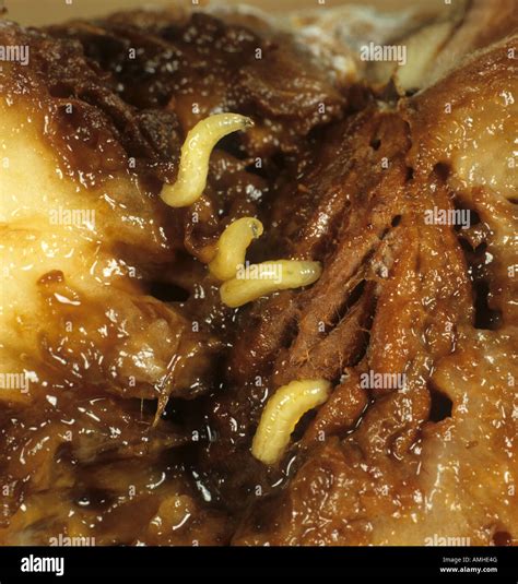 Mediterranean fruit fly Ceratitis capitata larvae in damaged peach fruit Stock Photo - Alamy