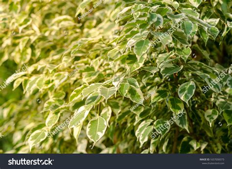 Ficus Benjamina Twilight Weeping Fig Benjamin Stock Photo 1657008373 | Shutterstock