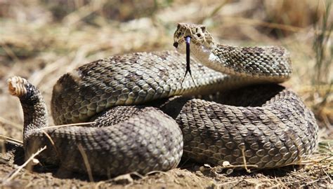 How to Distinguish a Bullsnake from a Rattlesnake | Sciencing