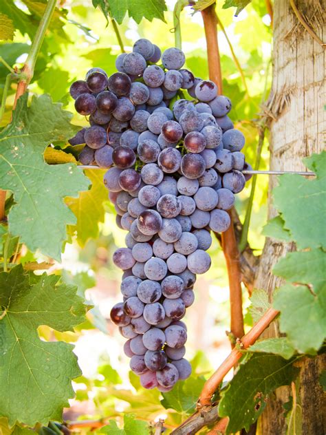 Nebbiolo: what it tastes like, the best winemakers, and more