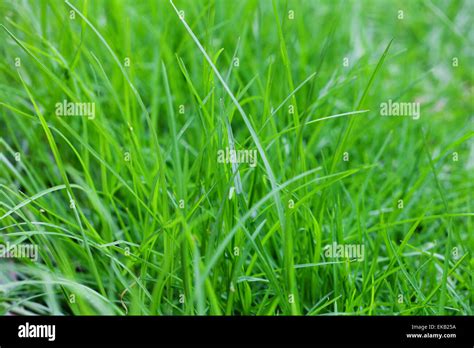 background of lush green grass Stock Photo - Alamy