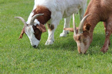 How to use goats to clear brush from your property