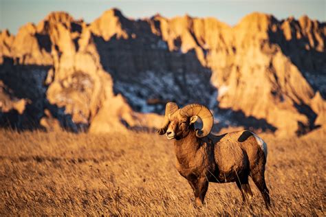 Bighorn Sheep Ram of Badlands National Park on Behance