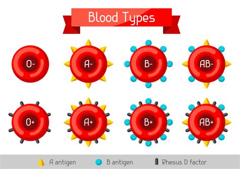 The Link Between Blood Type and Health - Avail Hospital Lake Charles ...