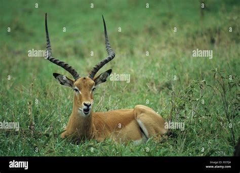 Impala male with long antlers taken from front lying on the ground in ...