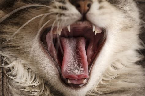 Your cat’s tongue is the stuff of nightmares