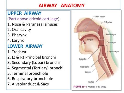 Upper Airway Anatomy - Anatomy Book