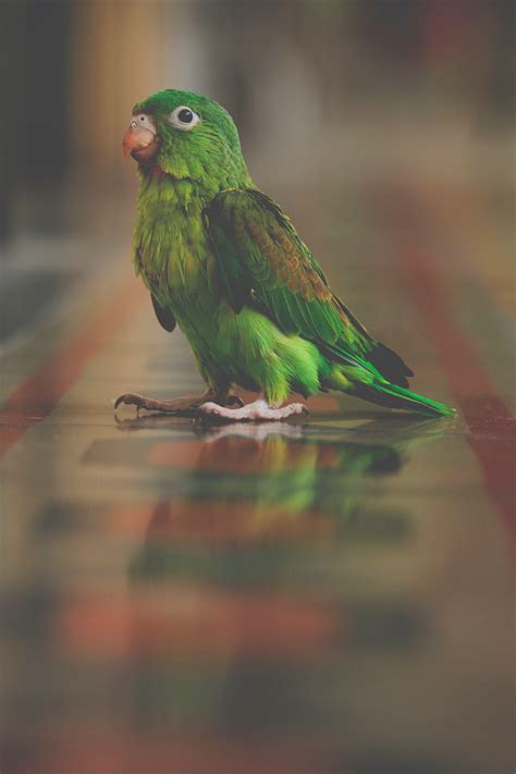 Green Parrot Wallpapers - Top Free Green Parrot Backgrounds ...