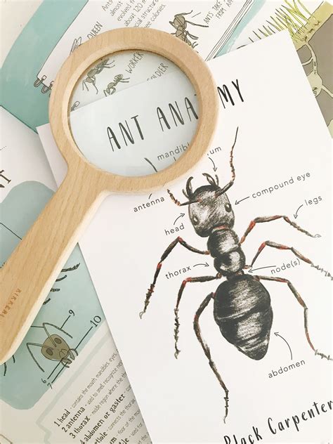 Ant Anatomy Homeschool Printables Homeschool Resources | Etsy