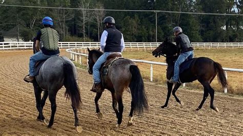 Top Horse Training Methods: Find The Right One For You